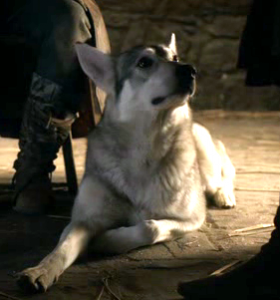 Grey-Wind-Robb-s-direwolf-game-of-thrones-direwolves-25439830-281-301